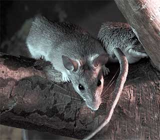 Rodent Proofing Your Home Is Important | Attic Cleaning Burbank, CA Rodent Proofing Your Home Is Important | Attic Cleaning Burbank, CA