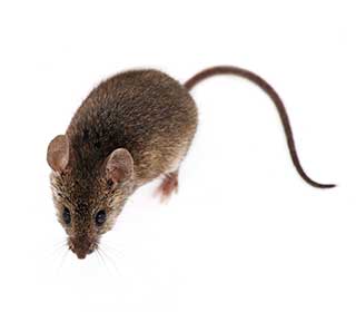 Rodent Proofing Services | Burbank, CA Rodent Proofing Services | Burbank, CA
