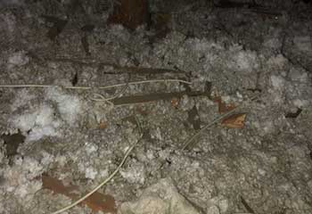 Rodent Proofing Project | Attic Cleaning Burbank, CA Rodent Proofing Project | Attic Cleaning Burbank, CA
